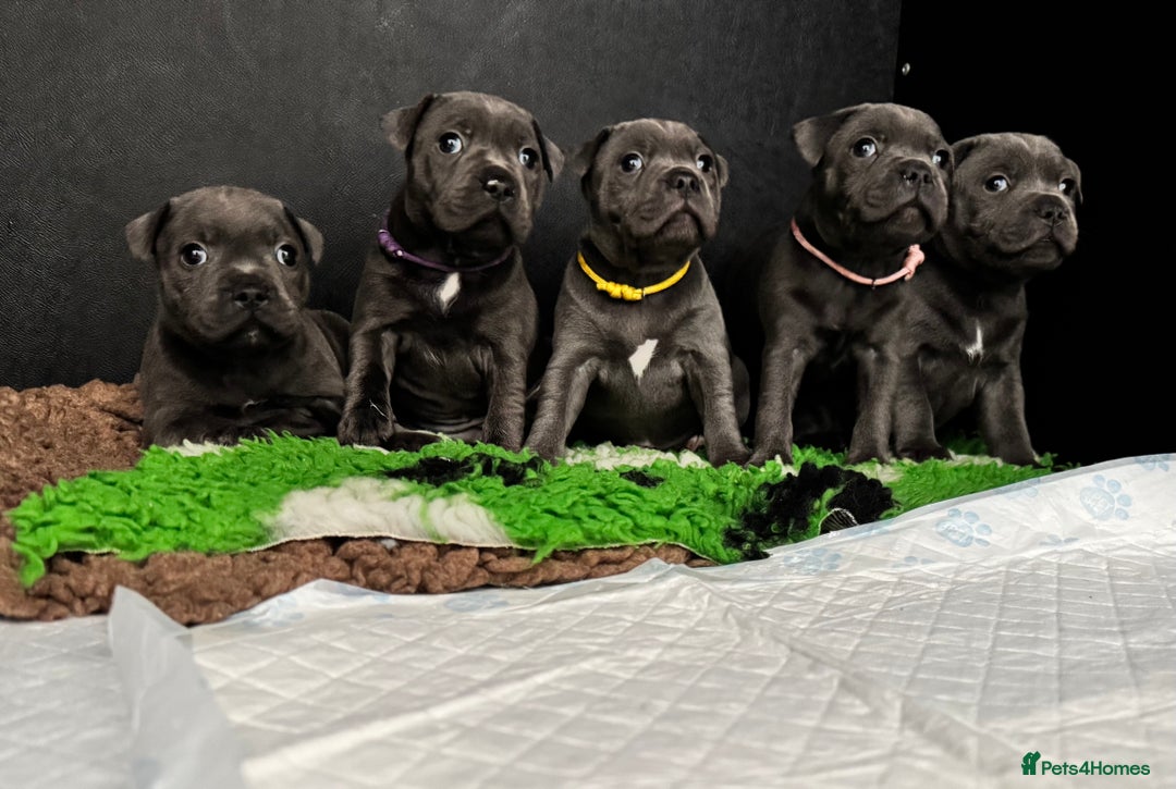 Staffordshire Bull Terrier dogs for sale: Quality Black to blue Staffordshire bull terrier - Image 29