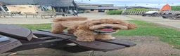Maltipoo dogs for stud: Loveable Maltipoo Male 2yrs old. in Bedford - Advert 7