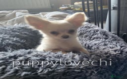 Chihuahua dogs for sale: READY NOW!! Kc Long Coat Chihuahua Boy Top Lines. - Image 10