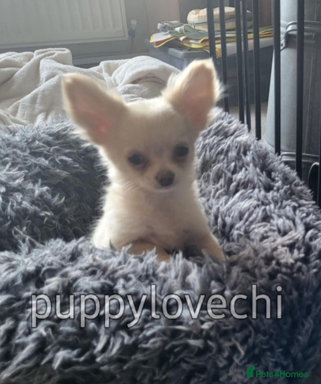 Chihuahua dogs for sale: READY NOW!! Kc Long Coat Chihuahua Boy Top Lines. - Image 10
