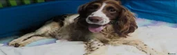 English Springer Spaniel dogs for sale: ⭐️ KC Home Reared Tested Springer Pups ⭐️ - Advert 4
