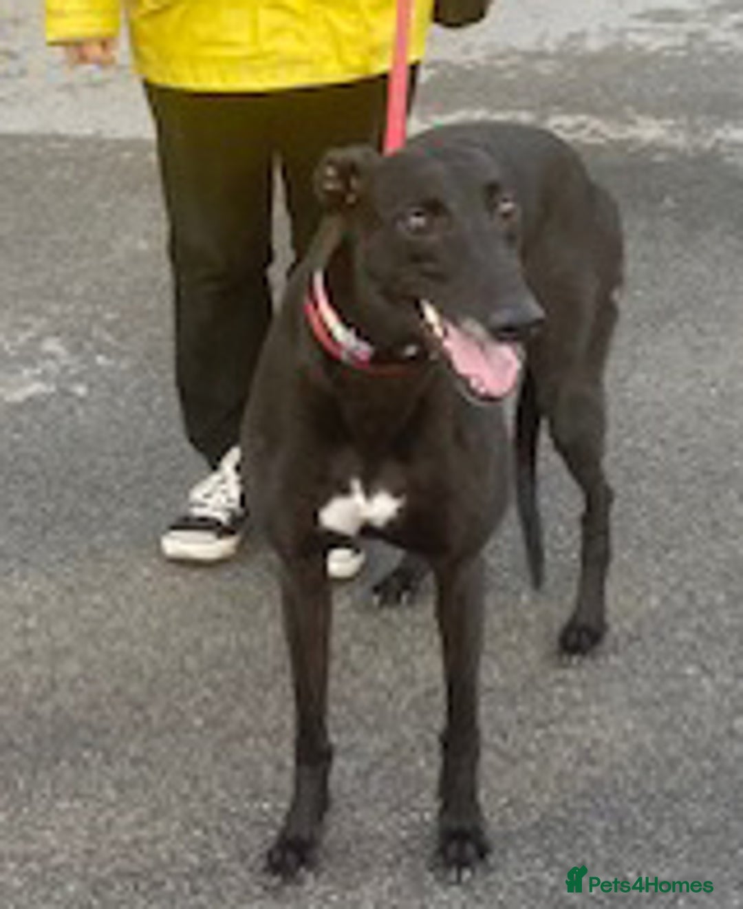 Greyhound dogs for adoption: Friendly young Dixie wants a loving forever home - Image 3