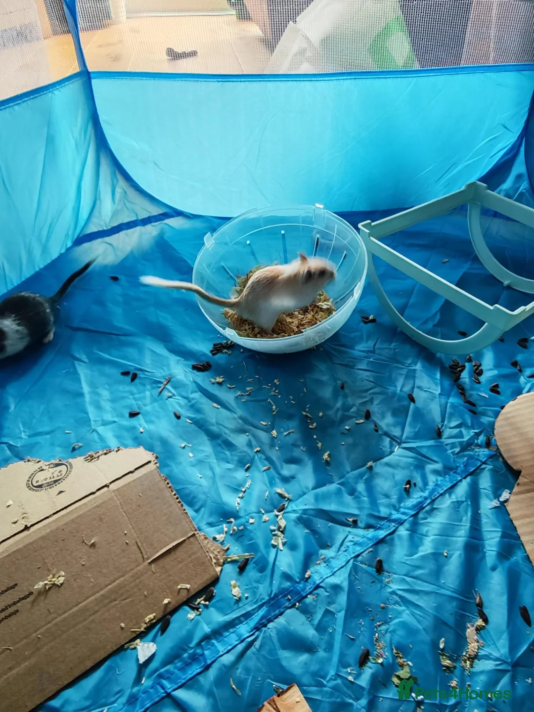 Gerbil rodents for sale: Male gerbils  in Gloucester - Advert 8