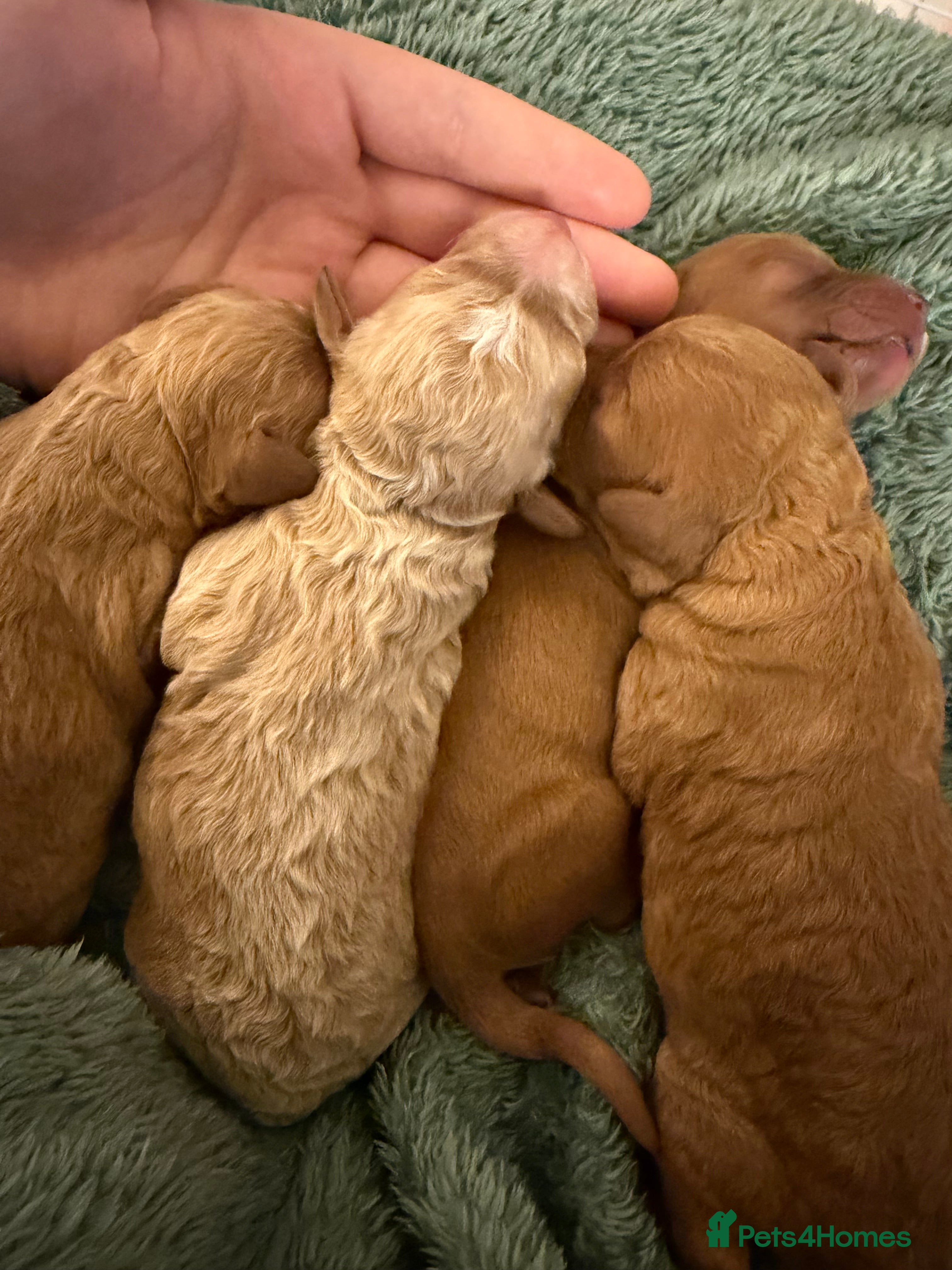 Cavapoo dogs  EXTRA TINY & CURLY female F2 toy cavapoo puppies - Advert 1
