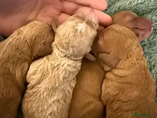 Cavapoo dogs EXTRA TINY & CURLY female F2 toy cavapoo puppies - Advert 1