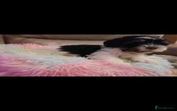 Lhasa Apso dogs for sale: 💜 REDUCED 💜 5* Kyi-Leos (Lhasa Apso/Maltese)   - Image 27