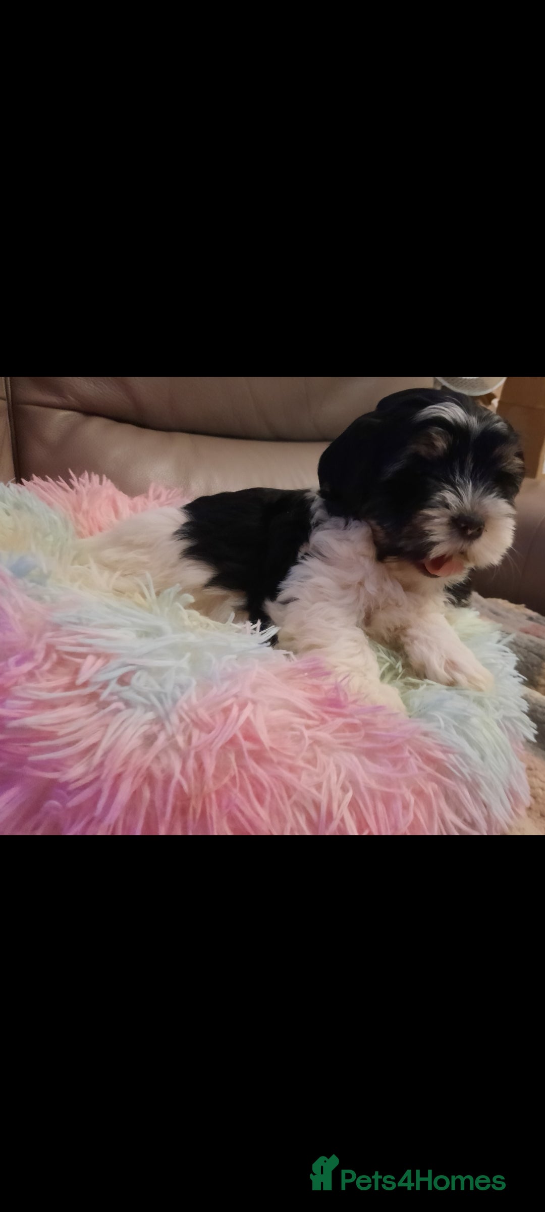 Lhasa Apso dogs for sale: 💜 REDUCED 💜 5* Kyi-Leos (Lhasa Apso/Maltese)   - Image 27