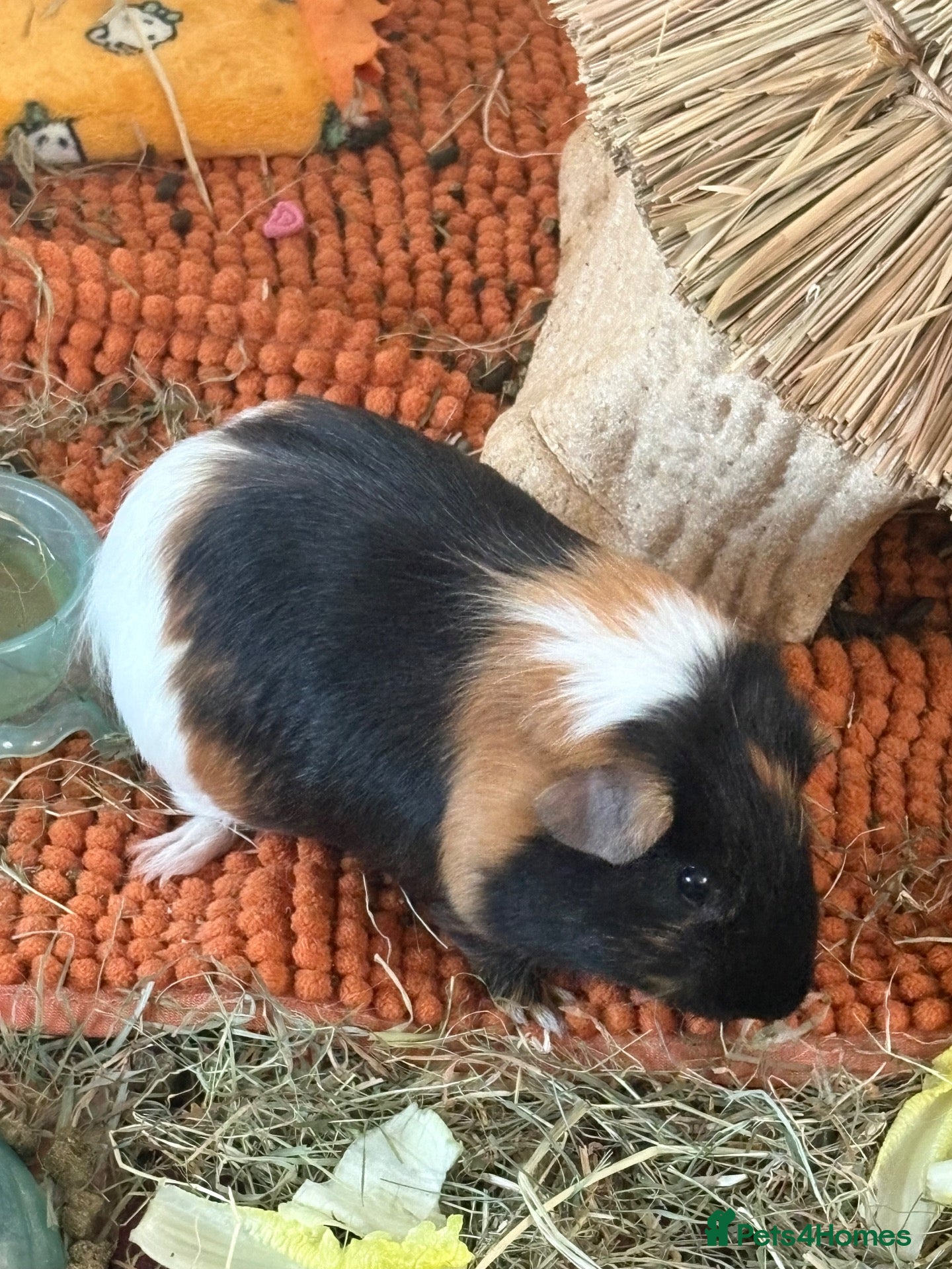 Guinea Pig rodents for sale: Male Guinea Pigs - Advert 2