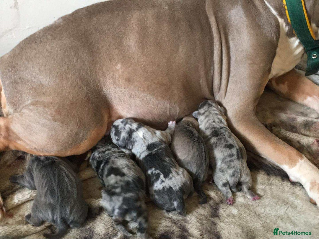 Mixed Breed dogs for sale: Pocket Bully cross Pug - Image 6
