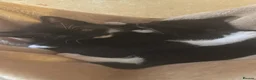 Domestic Shorthair cats for sale: 3 black and white kittens needing a loving home in Sittingbourne - Advert 10