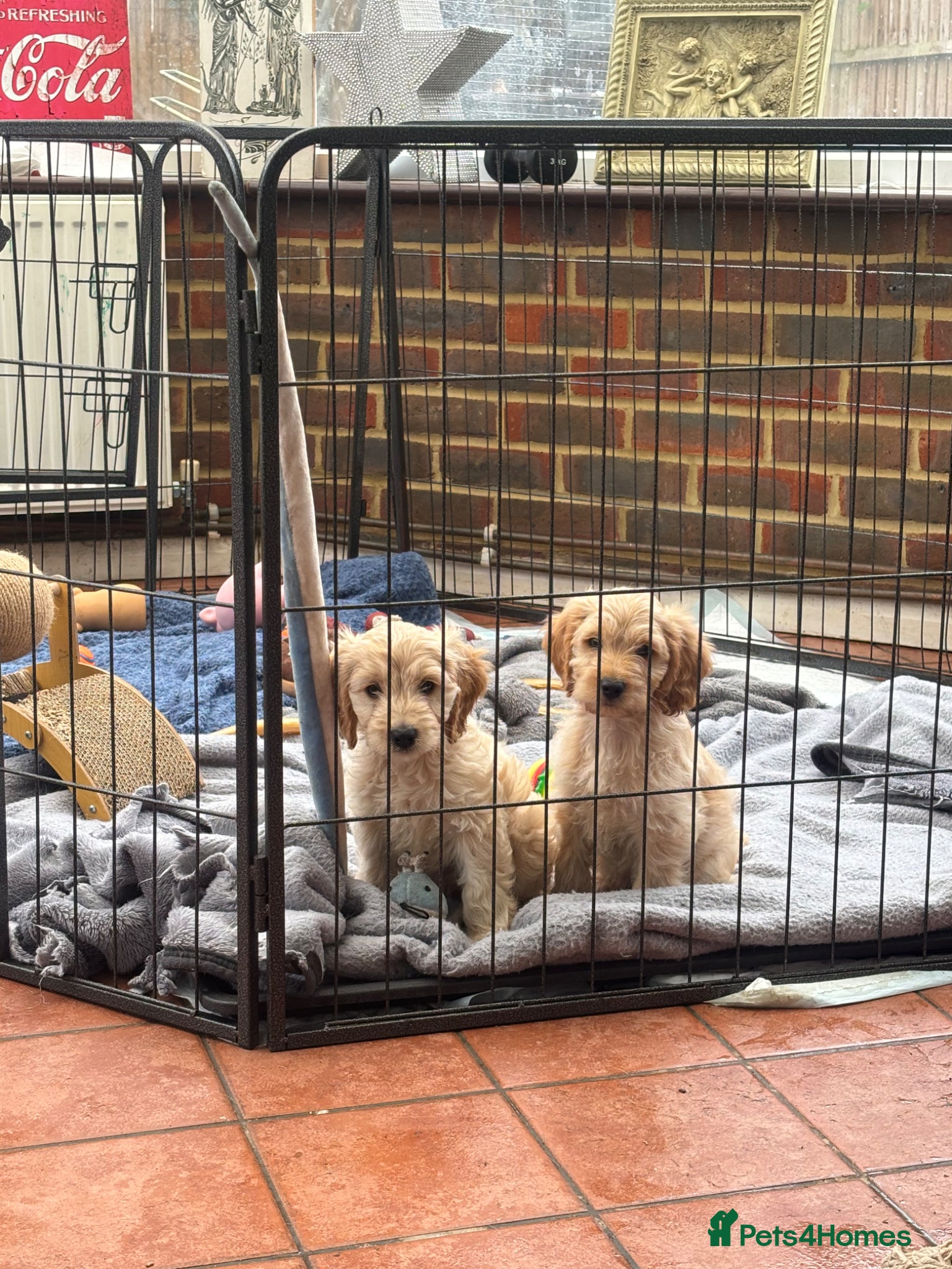 Mixed Breed dogs “Mini Sprockerpoo Puppies Cream Boys – Ready Now” - Advert 1