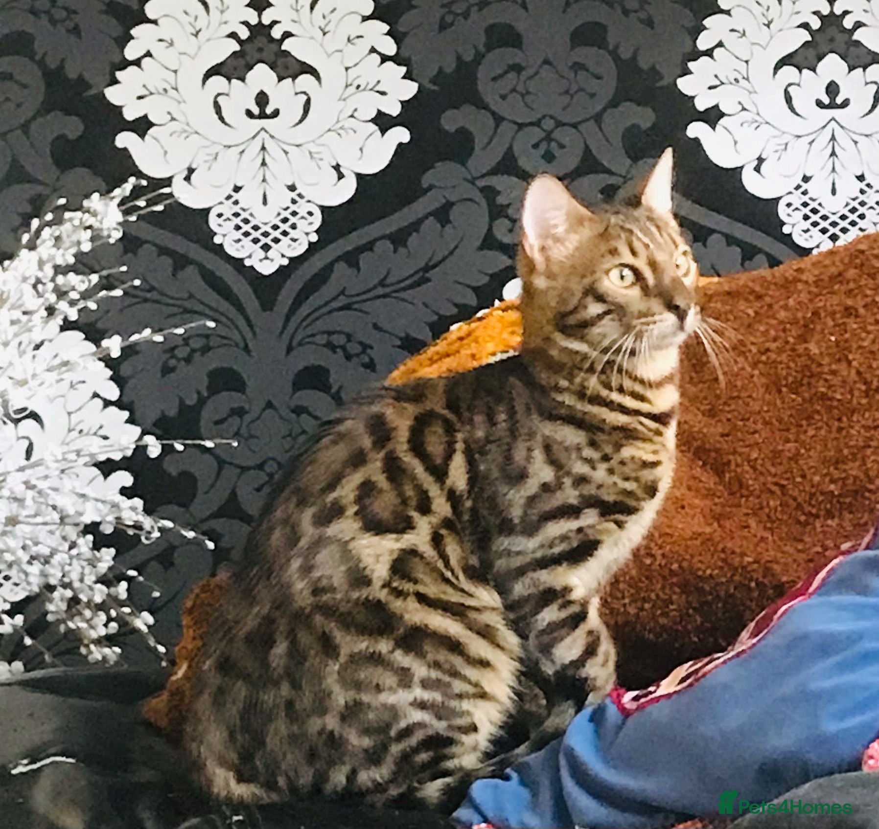 Bengal cats A Loving Bengal Cat looking for a home, Tica reg - Advert 1