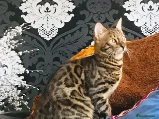 Bengal cats A Loving Bengal Cat looking for a home, Tica reg - Advert 1