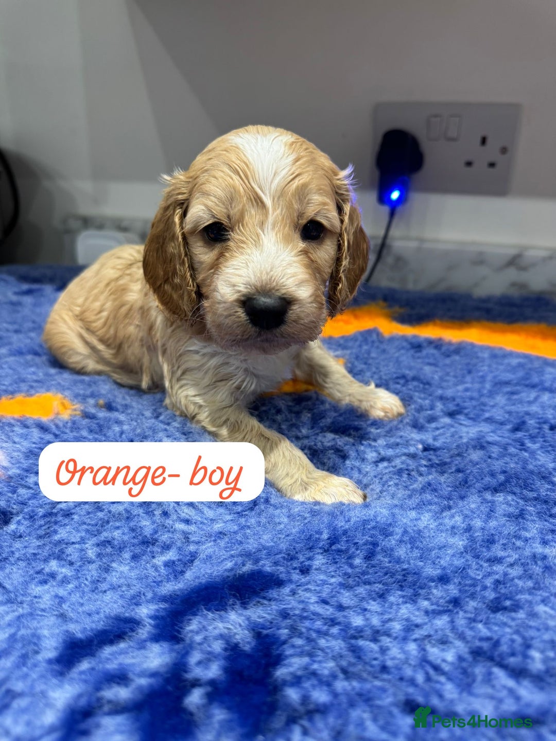 Cockapoo dogs for sale: Cockapoo puppies - Advert 11