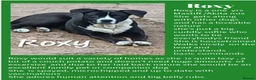 Mixed Breed dogs for sale: Rescue Dogs in need of Loving Homes - Advert 6