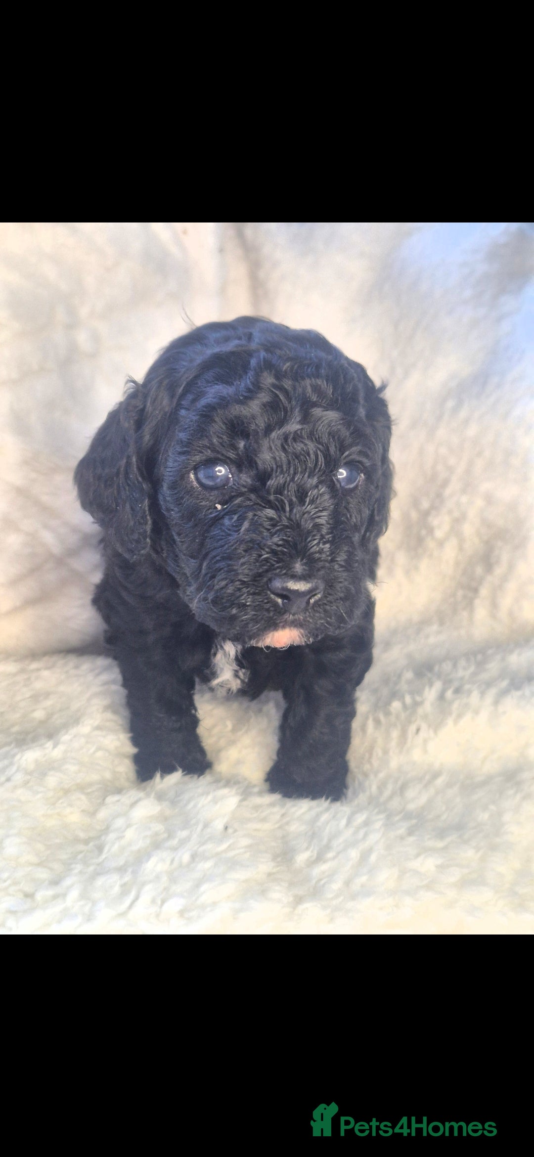 Cavapoo dogs Cavapoo puppys - Advert 2