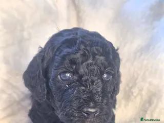 Cavapoo dogs Cavapoo puppys - Advert 2