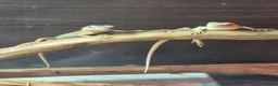 Bearded Dragon reptiles for sale: Baby bearded dragons  - Advert 5