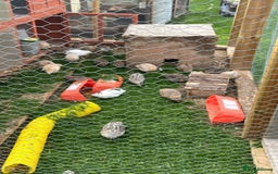 Quail poultry for sale: Coturnix quail for sale - Image 1