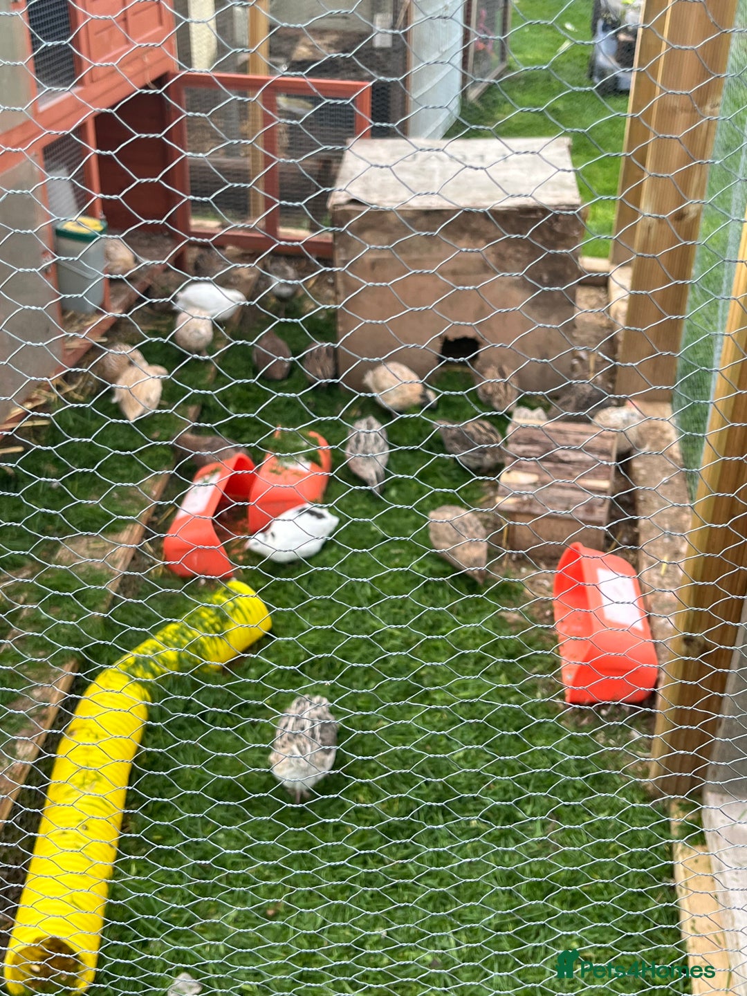 Quail poultry for sale: Coturnix quail for sale - Image 1