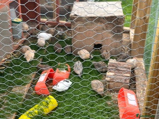 Quail poultry - Advert 16