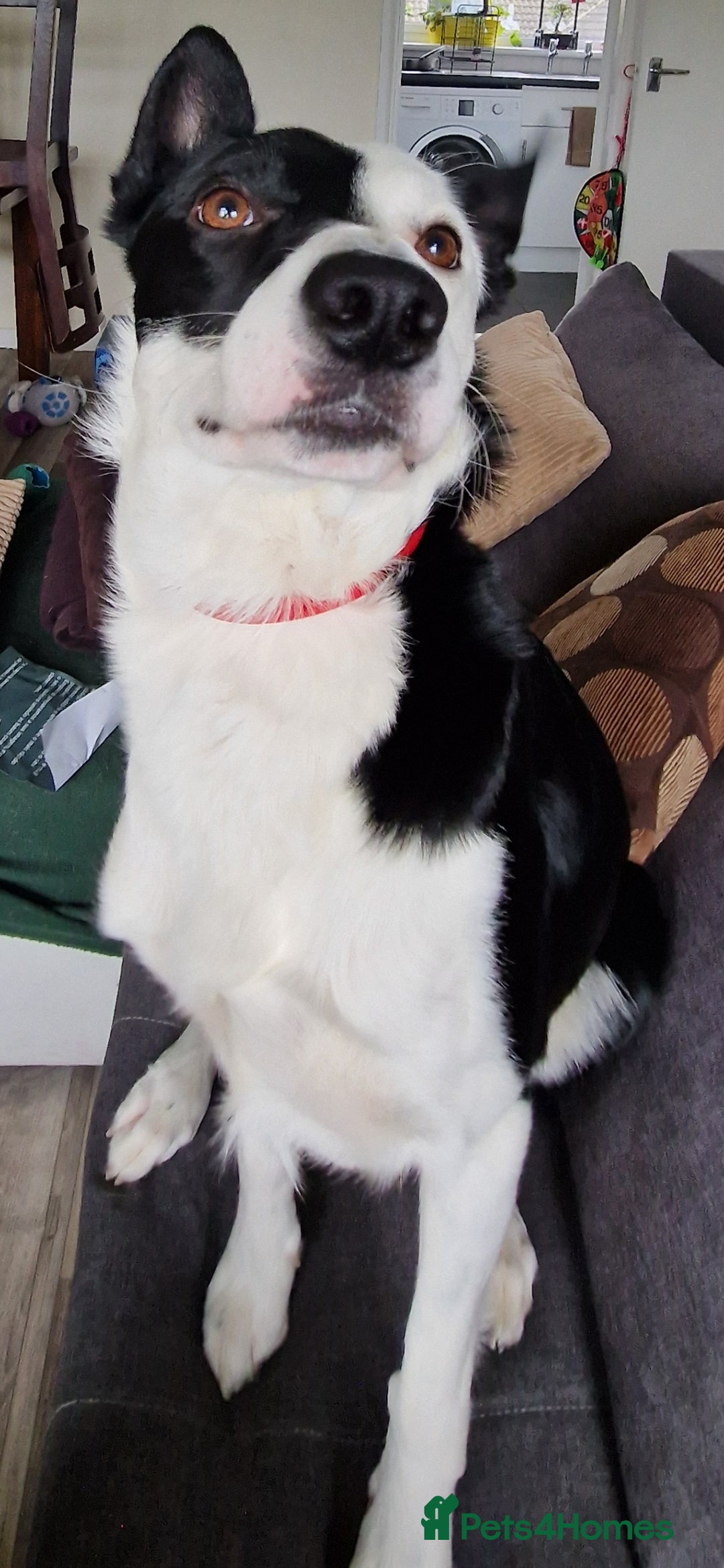 Border Collie dogs Border collie (short hair)  - Advert 2