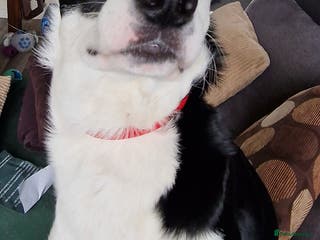 Border Collie dogs Border collie (short hair) - Advert 17