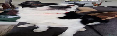 Border Collie 