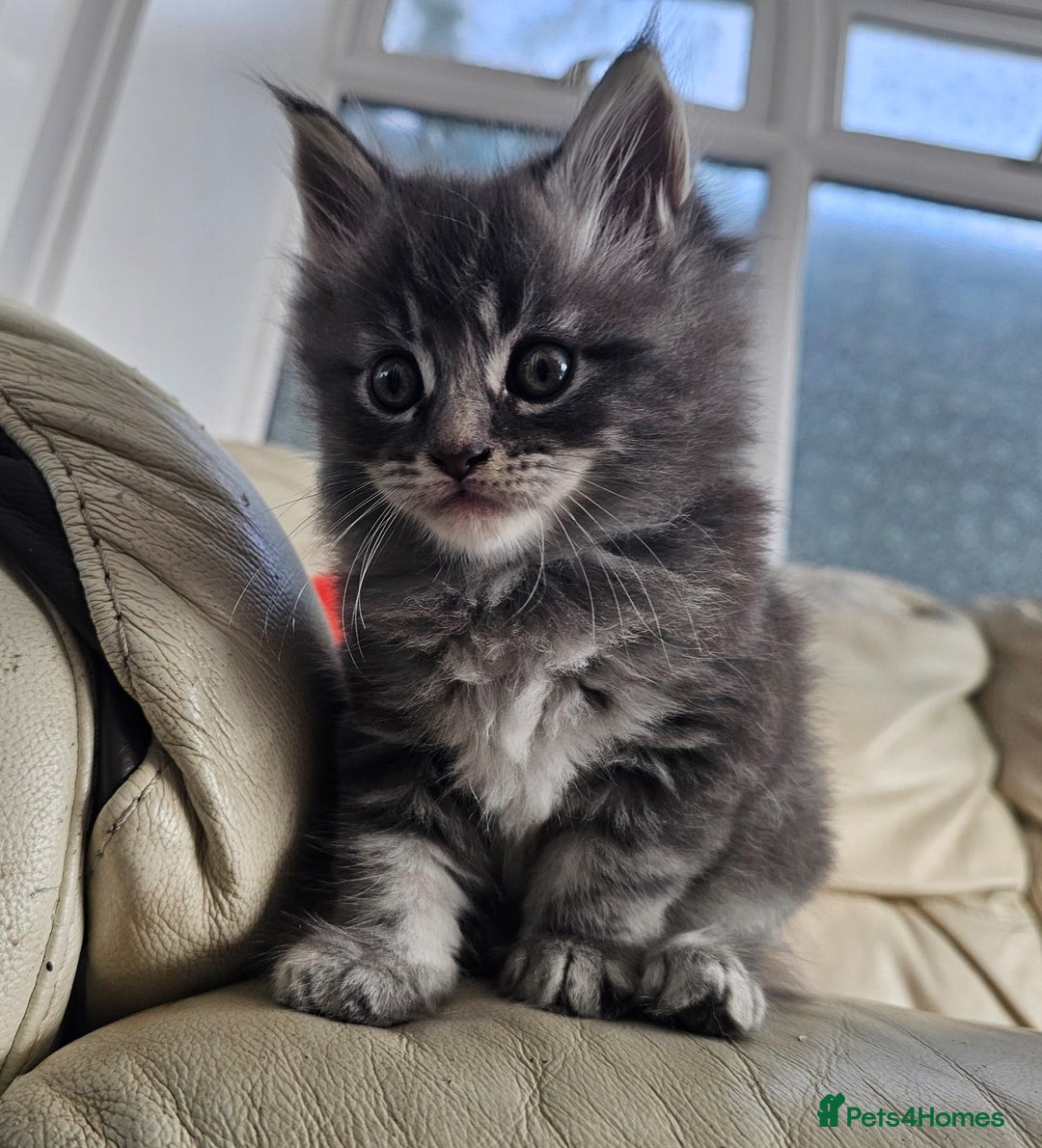 Maine Coon cats for sale: 2 stunning 3/4 Maine Coon boys - Image 3