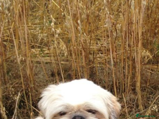 Shih Tzu dogs KC registered stud dog in Cullompton - Advert 12