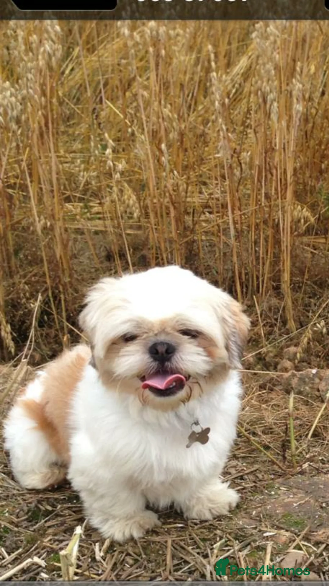 Shih Tzu dogs for stud: KC registered stud dog in Cullompton - Advert 1
