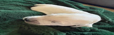 Golden Retriever (green collar) 
