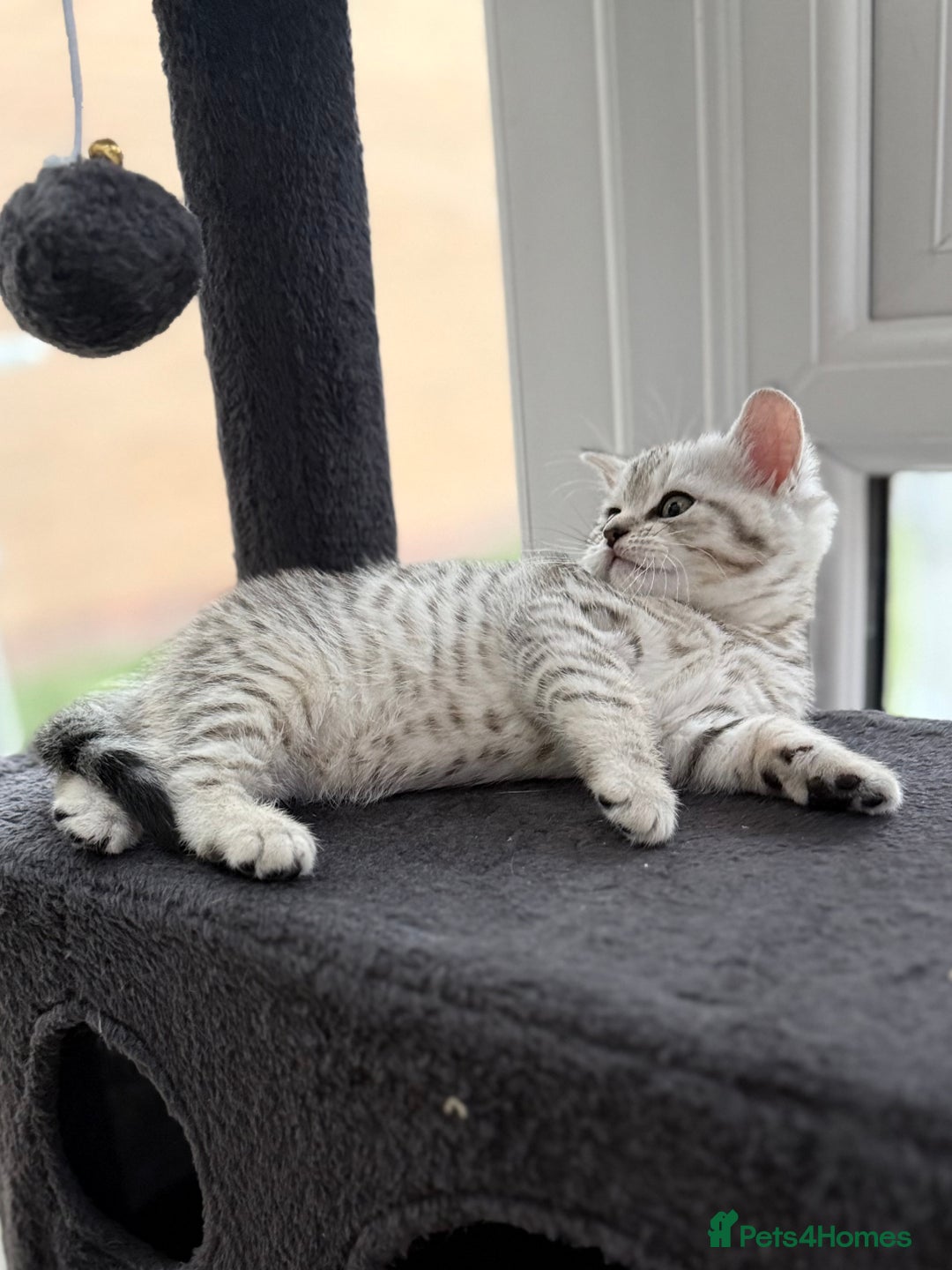 British Shorthair cats for sale: GCCF BSH Chinchilla Rare, Beautiful Kittens - Image 15