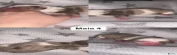 Dachshund dogs for sale: Dachshund puppies  - Advert 7