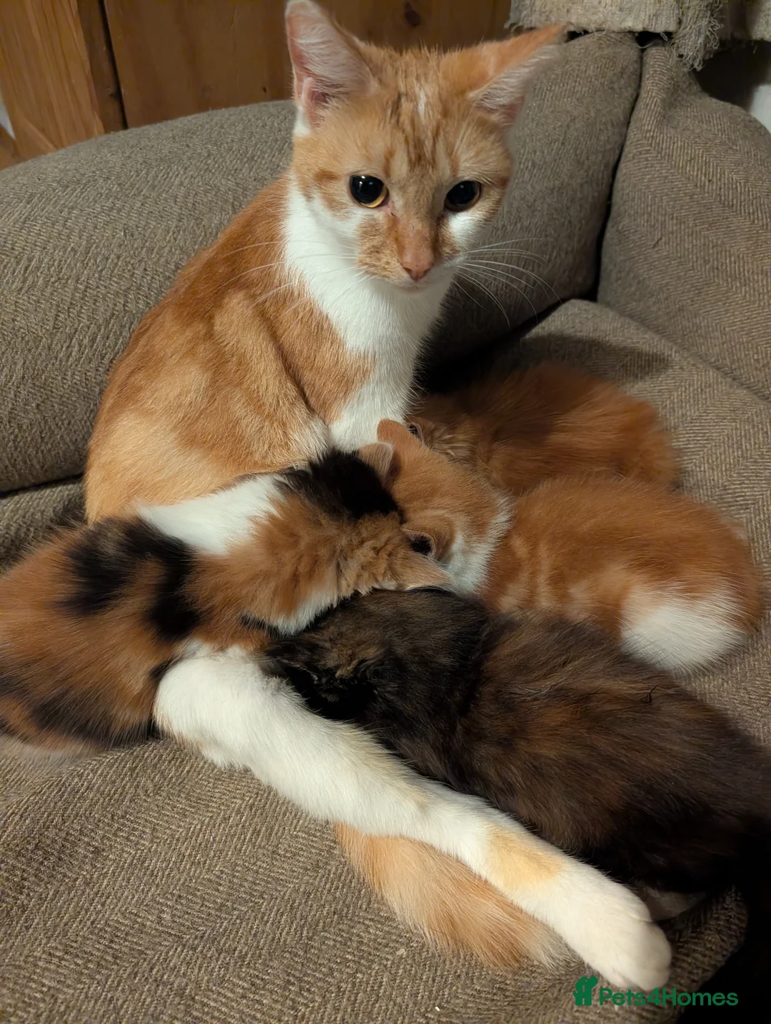 Mixed Breed cats for sale: Mix breed mum, small mainecoon dad - Advert 2