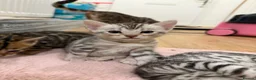 Bengal cats for sale: TICA registered pure bred Bengal kittens - Advert 5