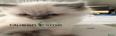 Queen Esme