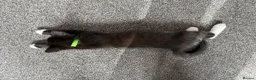 Mixed Breed cats for sale: 5 kittens available now - Advert 12