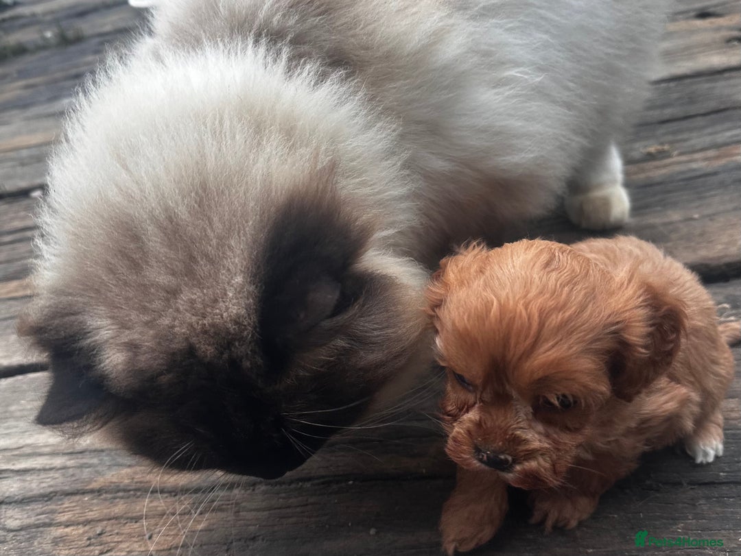 Cavapoo dogs for sale: Bright red not to curly f1 Cavapoo’s  - Advert 15