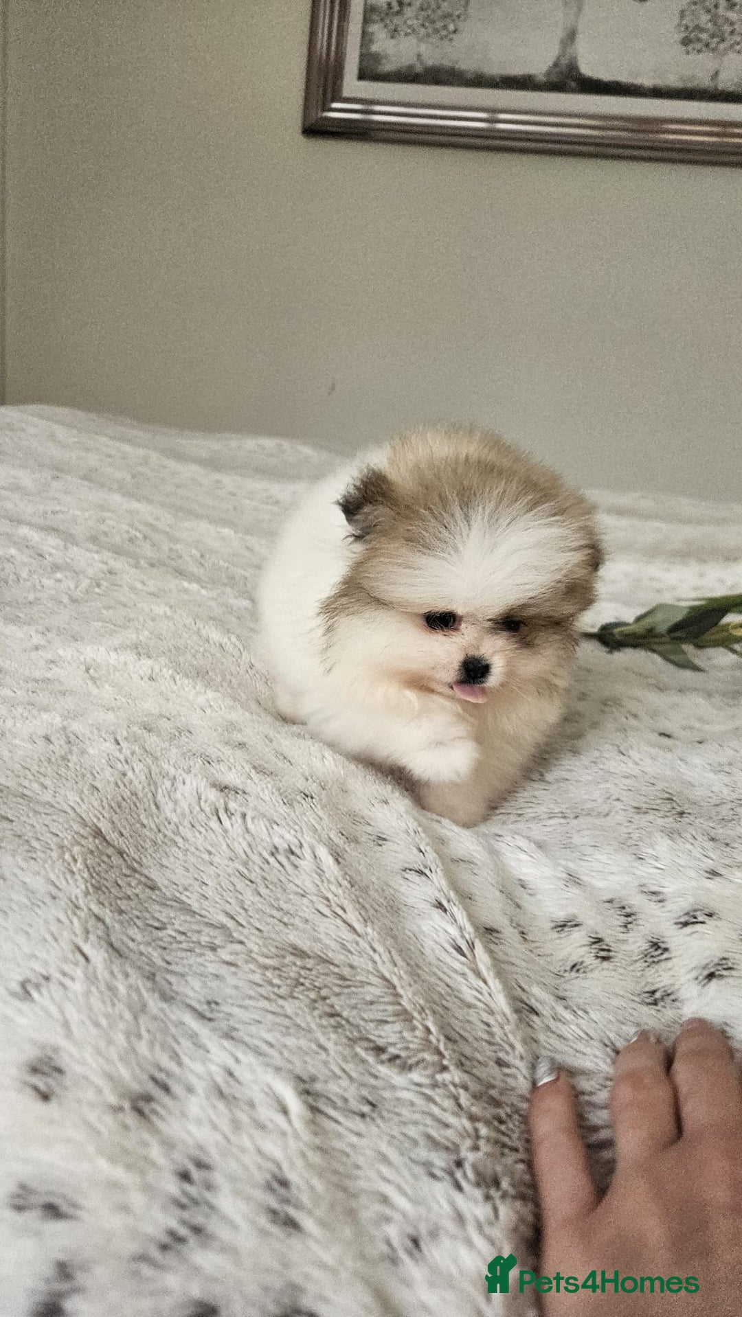 Pomeranian dogs for sale: Little beautiful pomeranians Tamworth  - Advert 17
