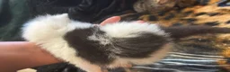 Mixed Breed cats for sale: Beautiful kittens ready to go to new homes in July - Advert 14