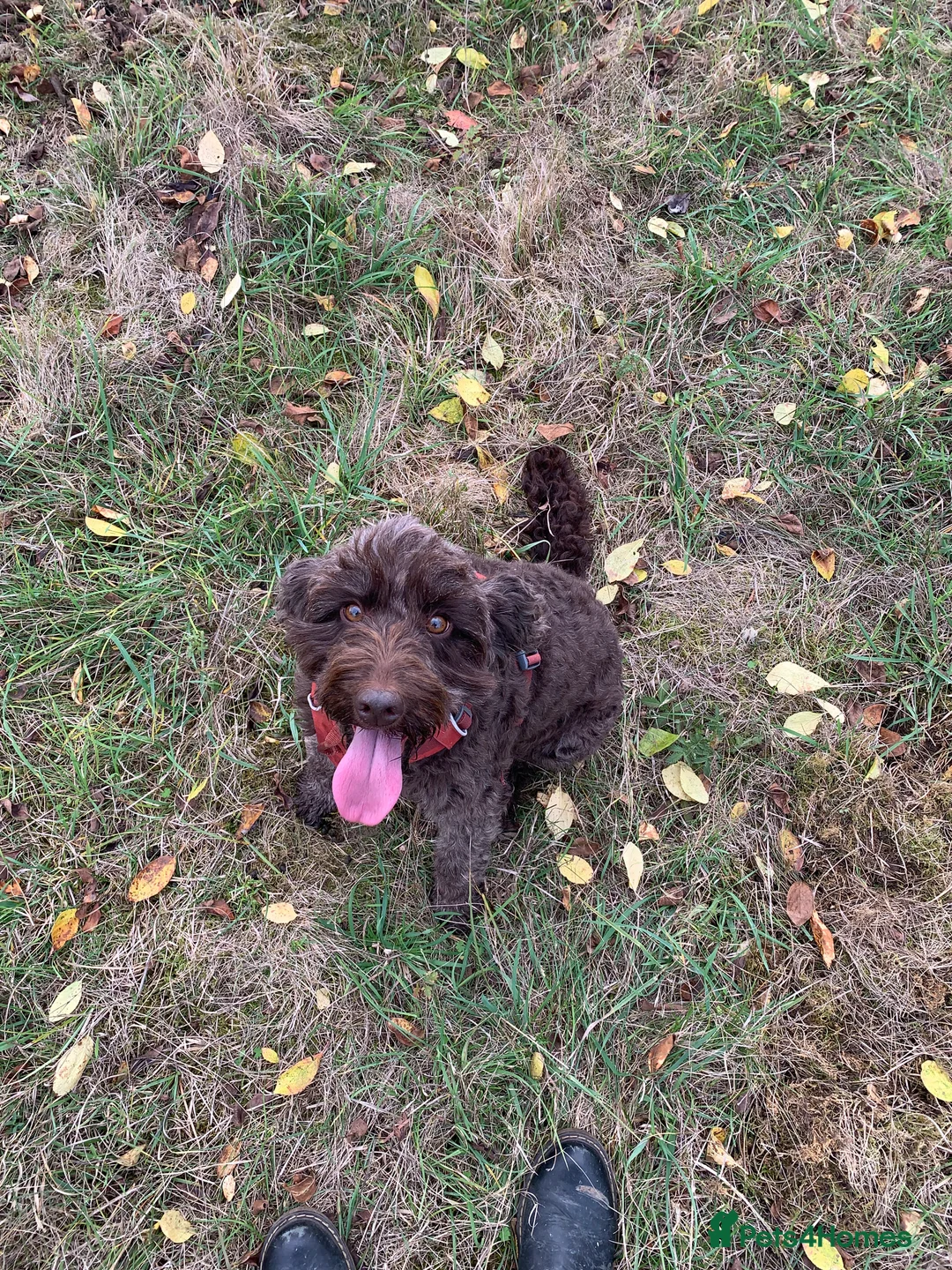 Cockapoo dogs for sale: Cockapoos Due 11th February- Waiting List Open - Advert 23