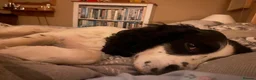 Sprocker dogs for sale: Gorgeous Sprocker Spaniel Puppies! - Advert 18