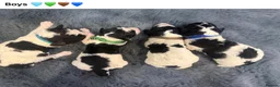 Miniature Poodle dogs for sale: KC parti colour miniature poodle puppies - Advert 2