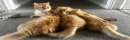 British Longhair cats for sale: Golden British BLH and BSH kittens  - Advert 16