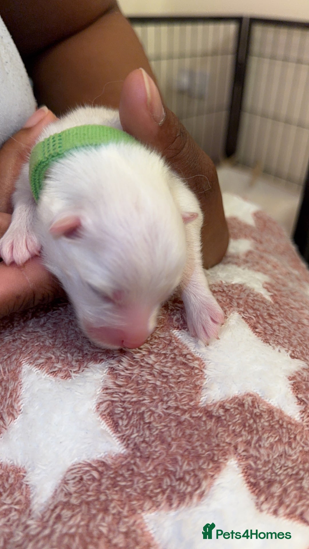 Samoyed dogs for sale: Beautiful Samoyed Pups Ready for a Loving Home  - Advert 20