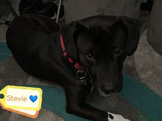 Mixed Breed dogs 💙STEVIE-HANDSOME DALMATIAN CROSS BOY 💙 - Advert 1