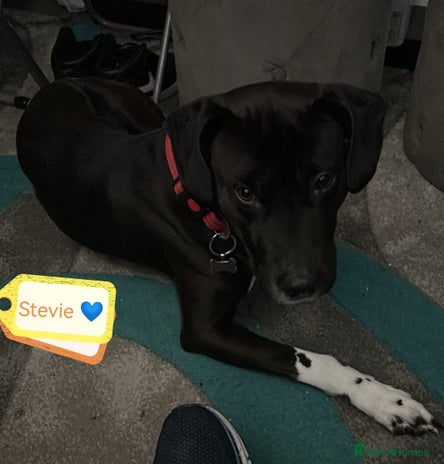 Mixed Breed dogs 💙STEVIE-HANDSOME DALMATIAN CROSS BOY 💙 - Advert 1