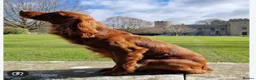 Cocker Spaniel dogs for sale: Exceptional Winning Cocker puppies - Health Tested - Advert 14