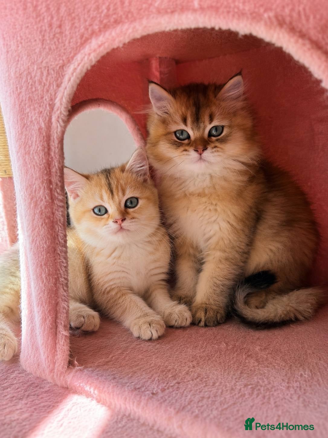 British Longhair cats VACCINATED HEALTH CHECKED 3 TIMES LOOKING FOR HOME - Advert 1